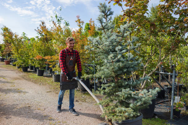 Best Tree Pruning Services  in Hutchinson, MN